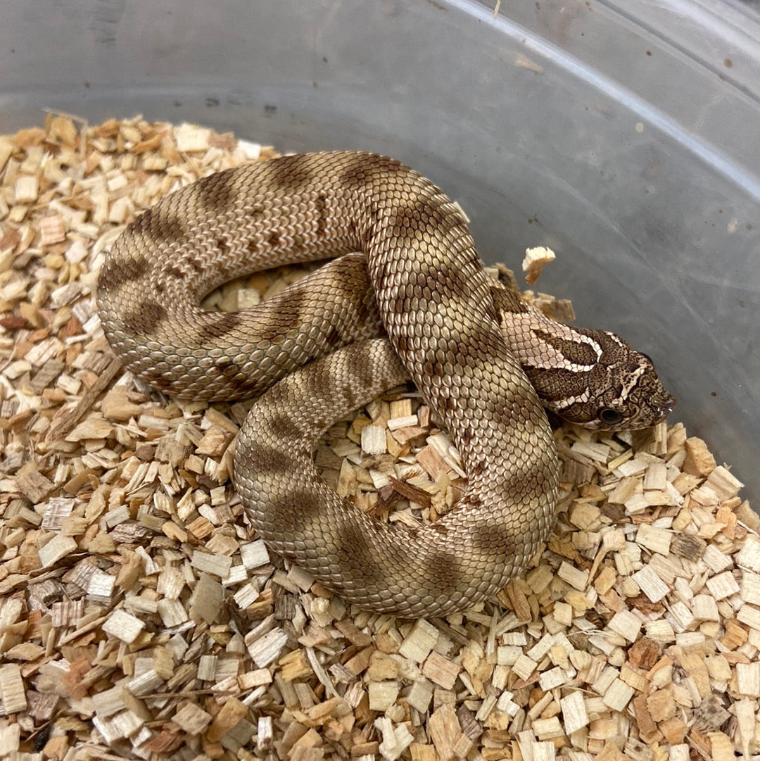 Hognose Snakes For Sale I Purchase Your Hognose Snake Online Or Pickup ...