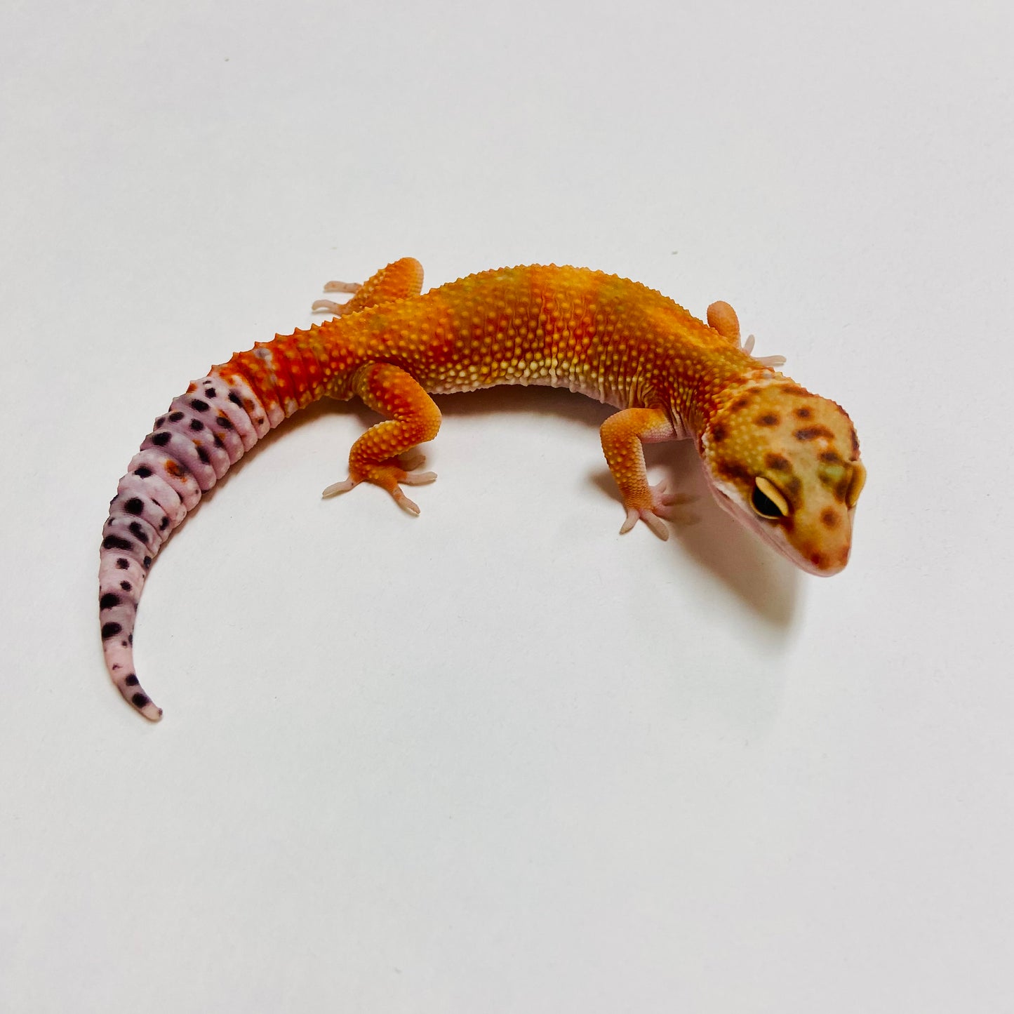 Green Tangerine Carrot Tail Leopard Gecko Male B-A1-70824-1