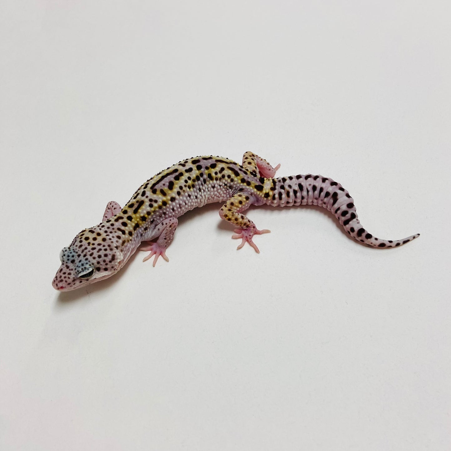 Jungle Mack Snow Leopard Gecko Male B-B1-70824-1