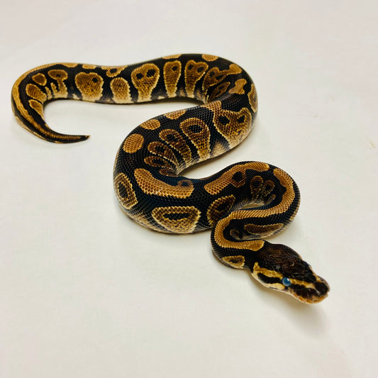 YellowBelly Ball Python- Male #2023M02