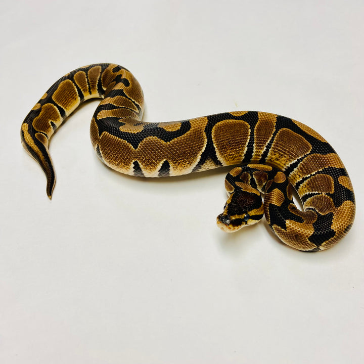 Ball Pythons for Sale at BHB Reptiles - High Quality & Wide Variety in ...