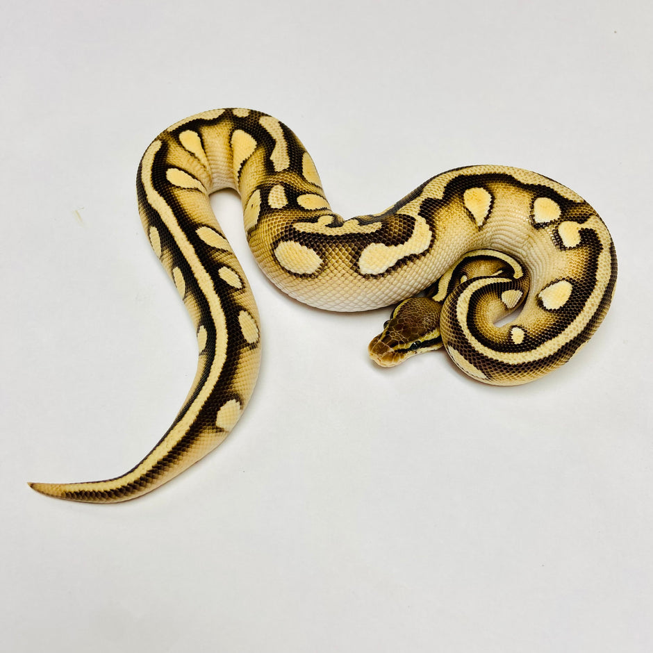 Ball Pythons for Sale at BHB Reptiles - High Quality & Wide Variety in ...