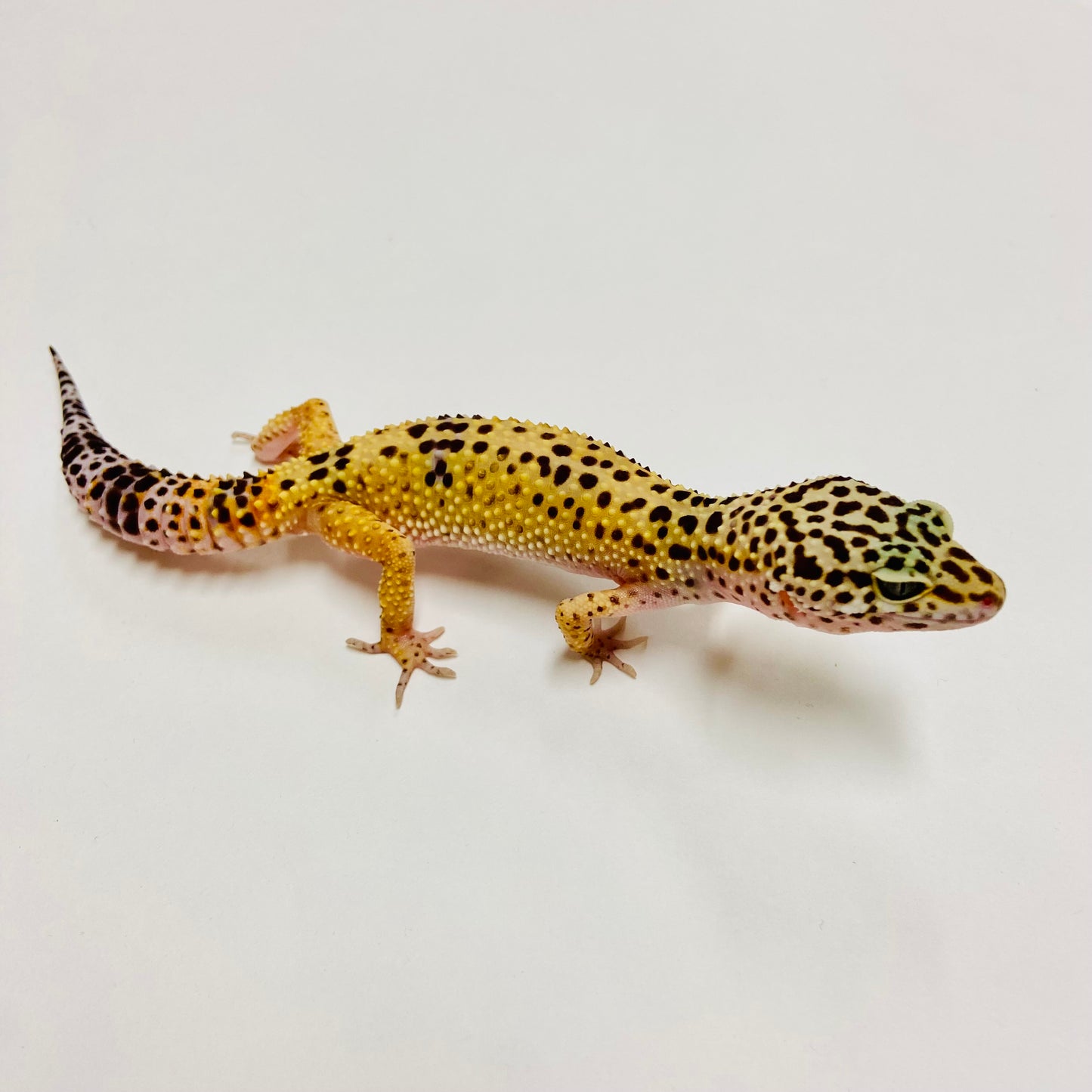 Normal Leopard Gecko Female C-C1-60723-1