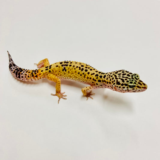 Normal Leopard Gecko Female C-C1-60723-1