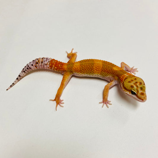 HI Green Hypo Tangerine Carrot Tail Leopard Gecko Male C-A2-71824-2