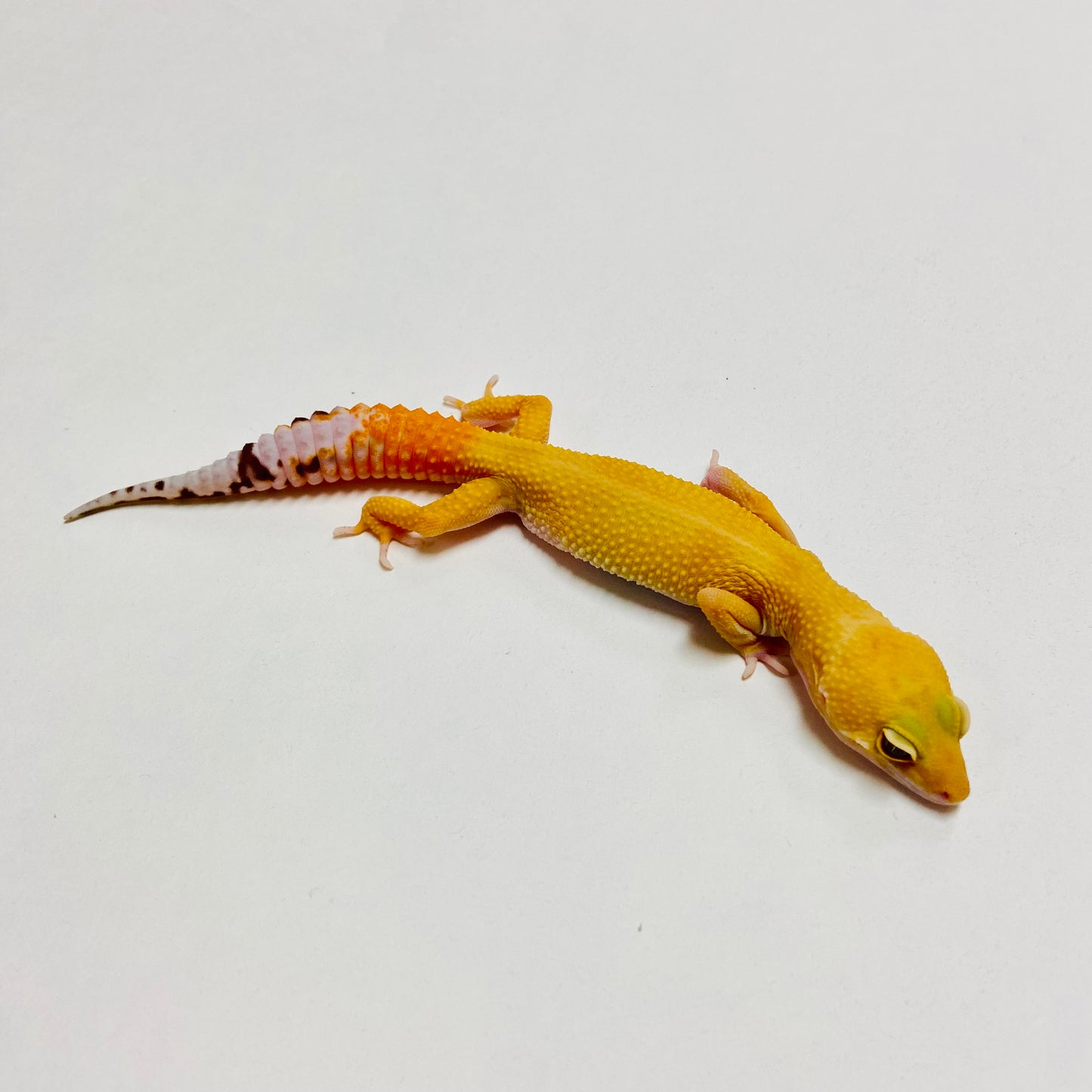 Super Hypo Tangerine Carrot Tail Baldy Leopard Gecko Male B-B6-71624-1