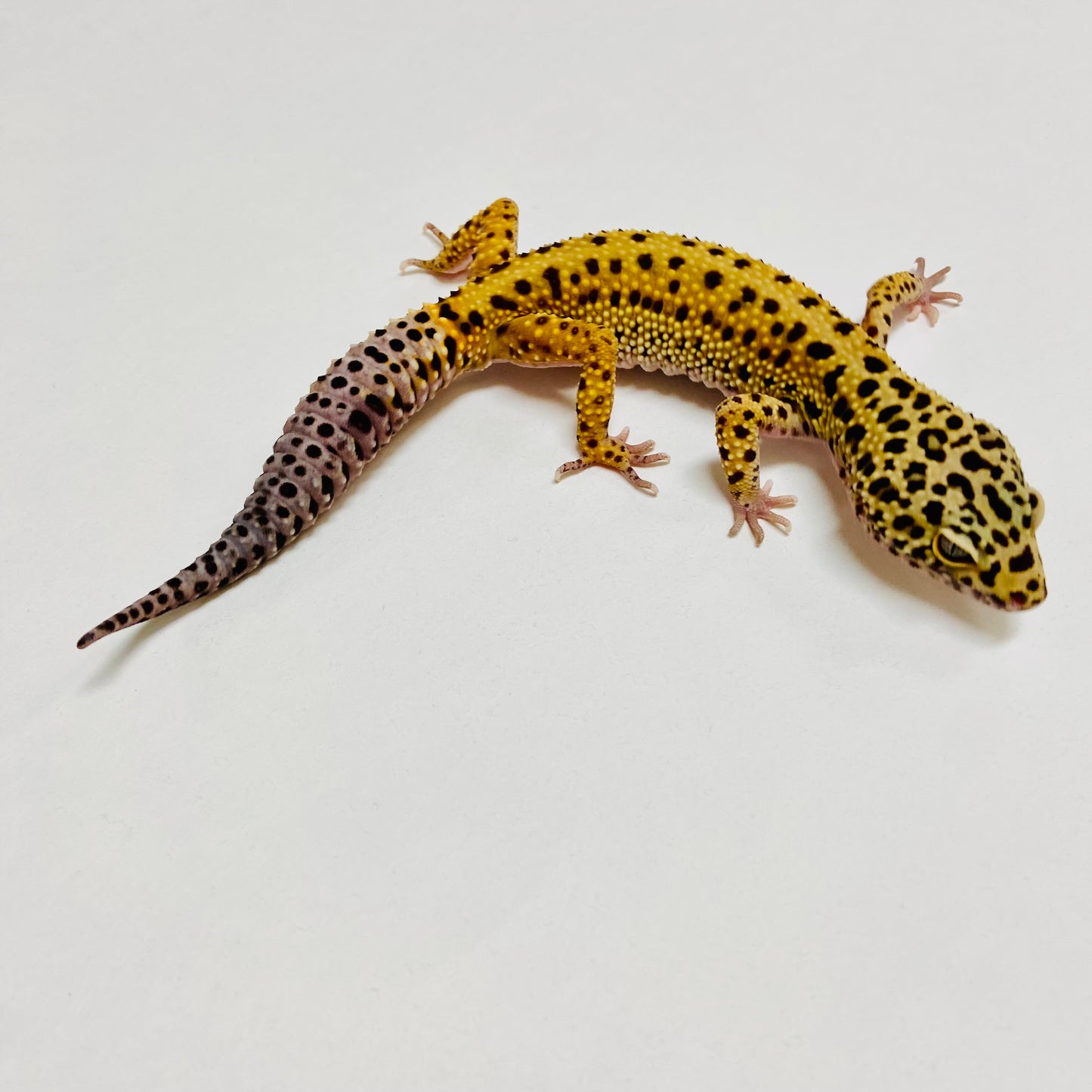 Normal Leopard Gecko Male B-H2-91522-1