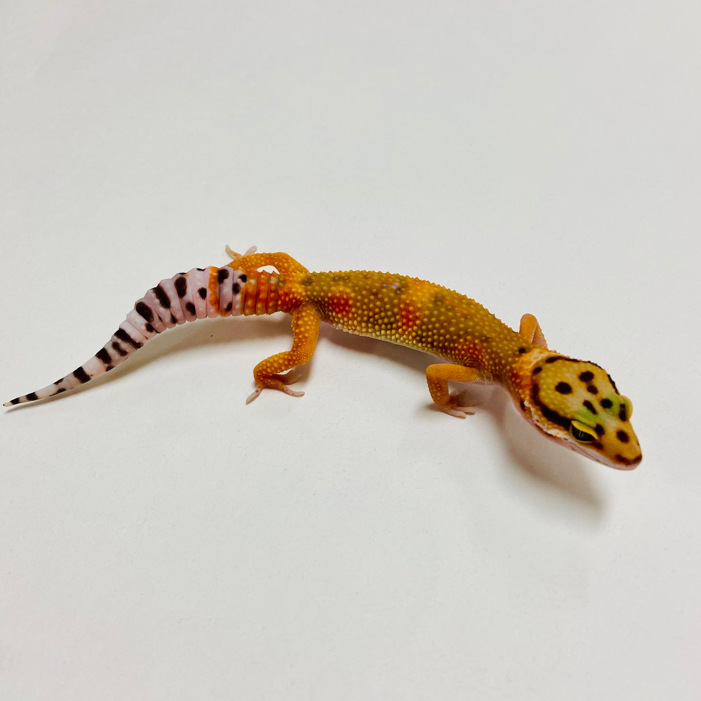 Green Tangerine Leopard Gecko Female B-A4-71624-1