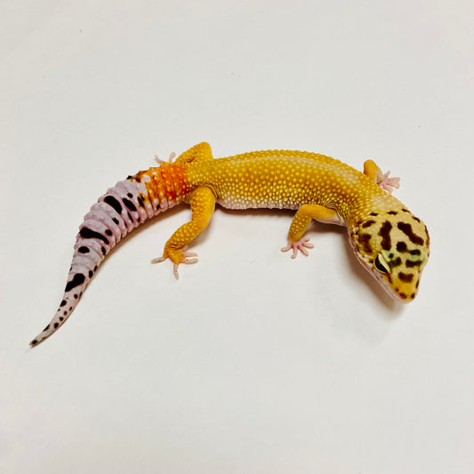 Hypo Tangerine Carrot Tail W/Y Leopard Gecko Male C-C11-71123-1