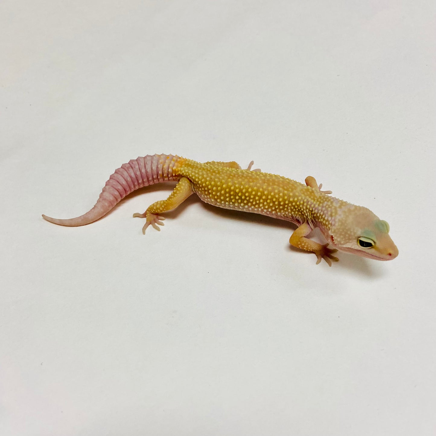 Murphy Patternless Leopard Gecko Male C-C3-71624-1