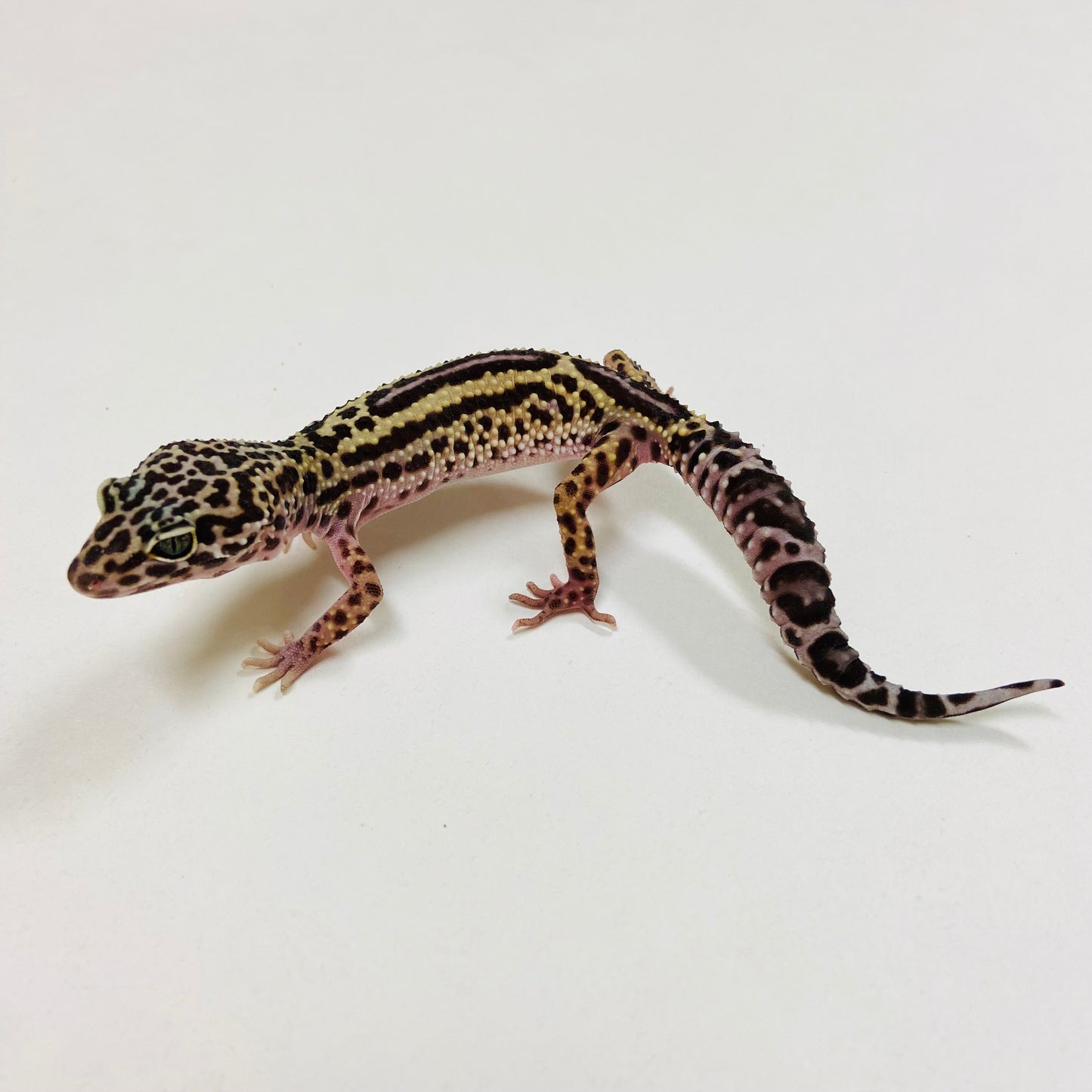 Jungle Dark Mack Snow Leopard Gecko Female G-C6-61723-1