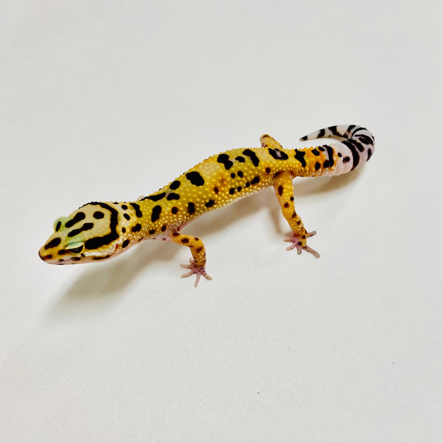 Bandit Tangerine Leopard Gecko Female B-A4-71324-1