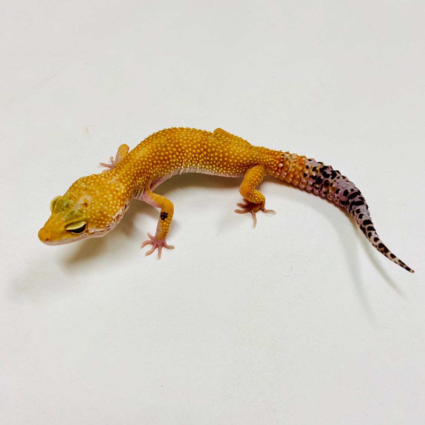 Super Hypo Tangerine W/Y Leopard Gecko-Female- #F-L1-90520-1
