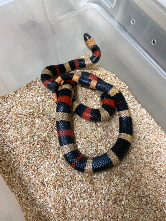 Apricot Pueblan Milk Snake 2022 Male M08