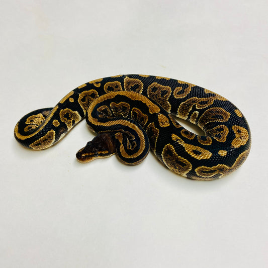 Mahogany Ball Python Male 2023M08