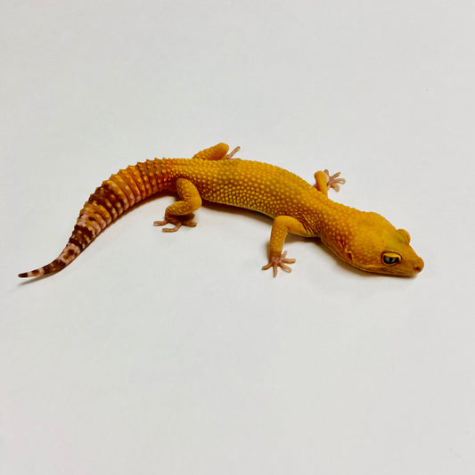 Sunglow Tremper Leopard Gecko Male A-C7-90722-1