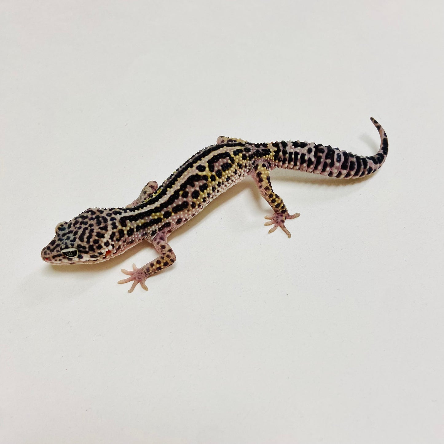 Bold Mack Snow Leopard Gecko Male C-B3-71224-1