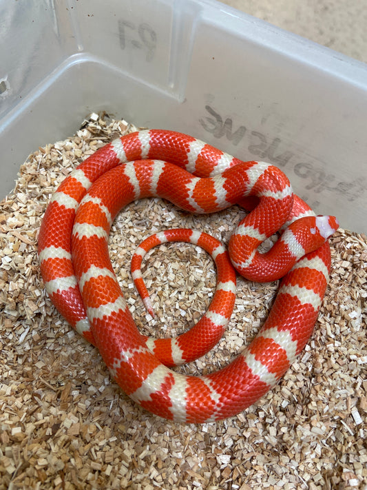 Extreme Albino Tangerine Honduran Milksnake 2023 Male M01