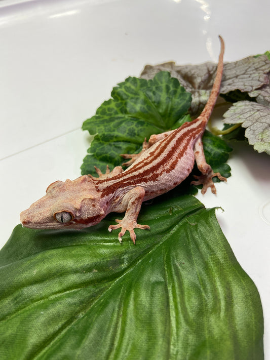 Red Stripe with Red Base Gargoyle Gecko 2023 Female JM01