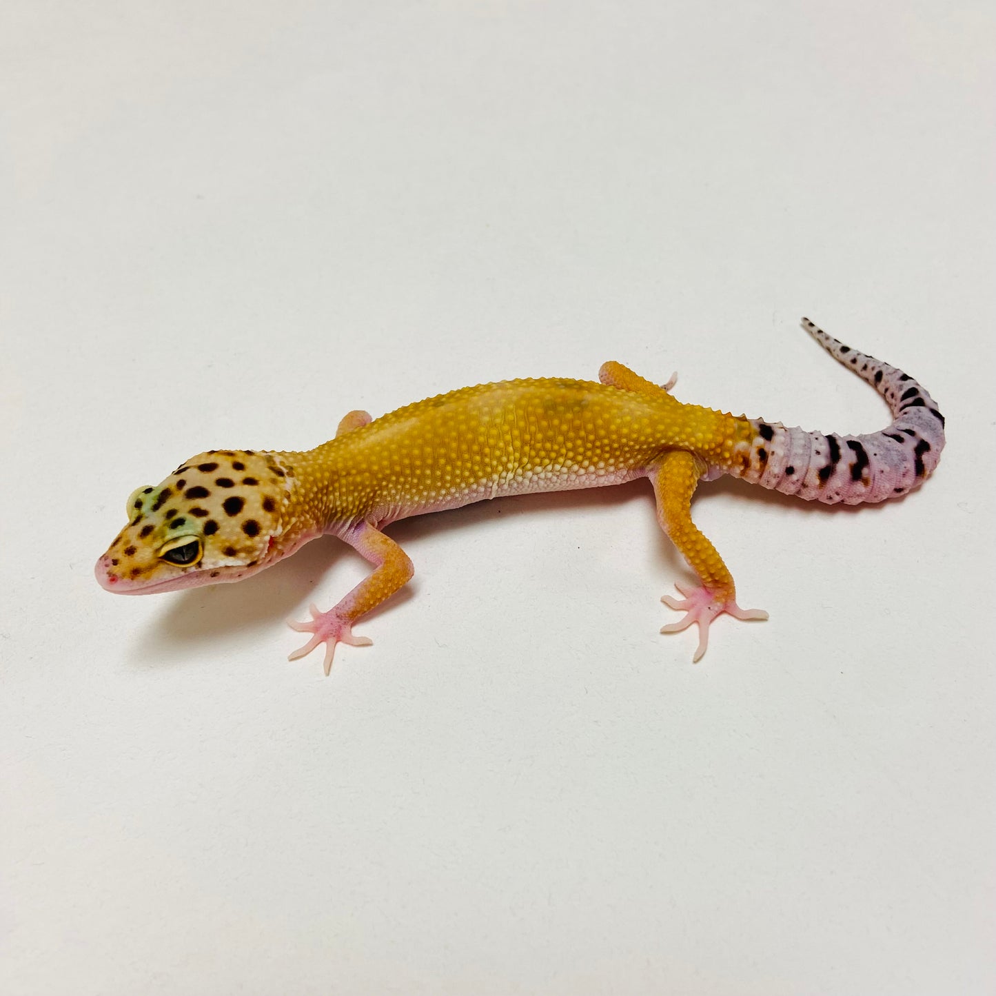 Hypo Eclipse Leopard Gecko Male D-B7-80824-1