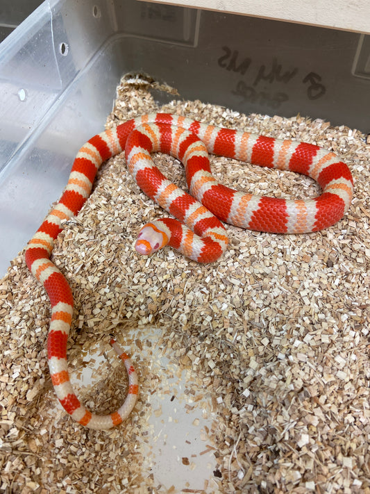 Albino Tangerine Honduran Milk Snake 2023 Male