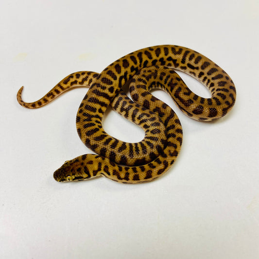 Stimson’s Python Male 2024M03