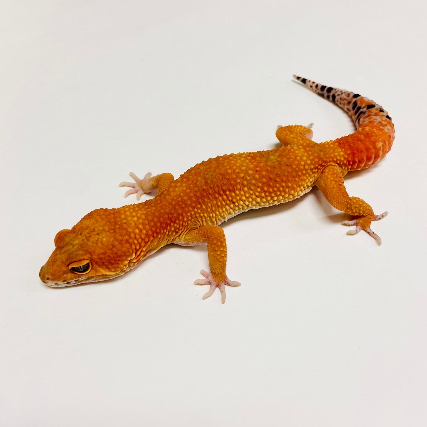 Super Hypo Tangerine Carrot Tail Leopard Gecko Male C-B4-61423-1