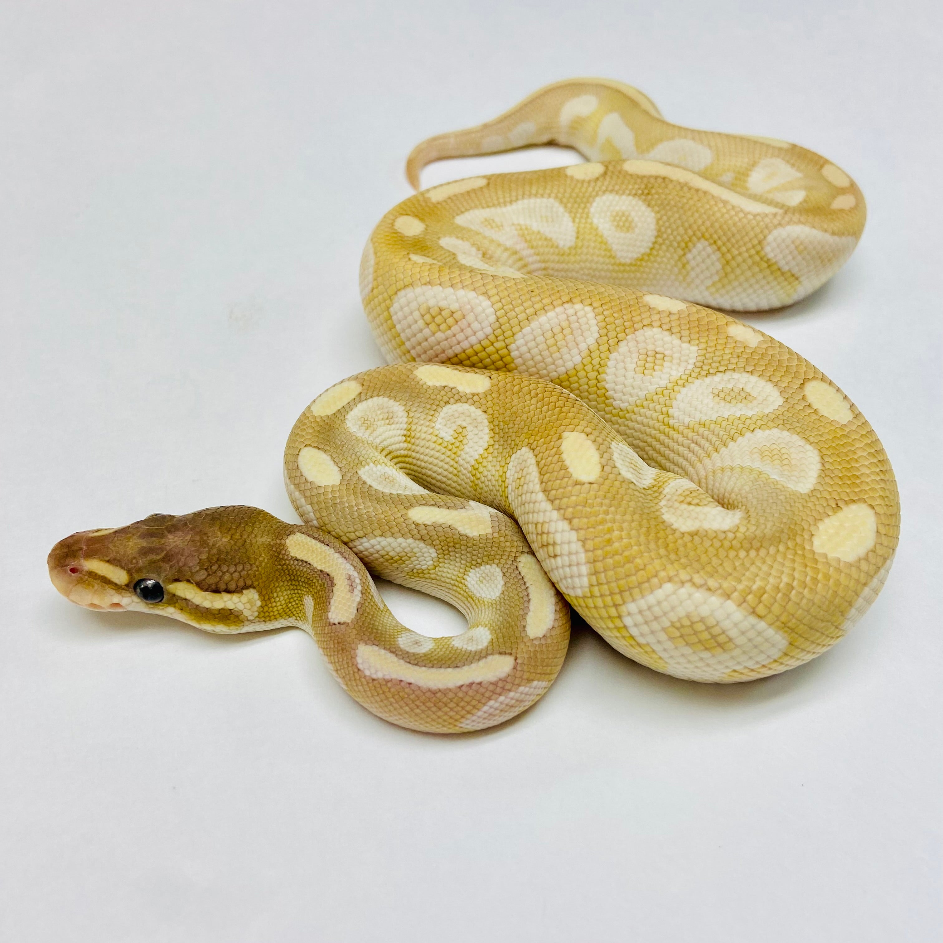 Ball Pythons for Sale at BHB Reptiles - High Quality & Wide Variety in ...