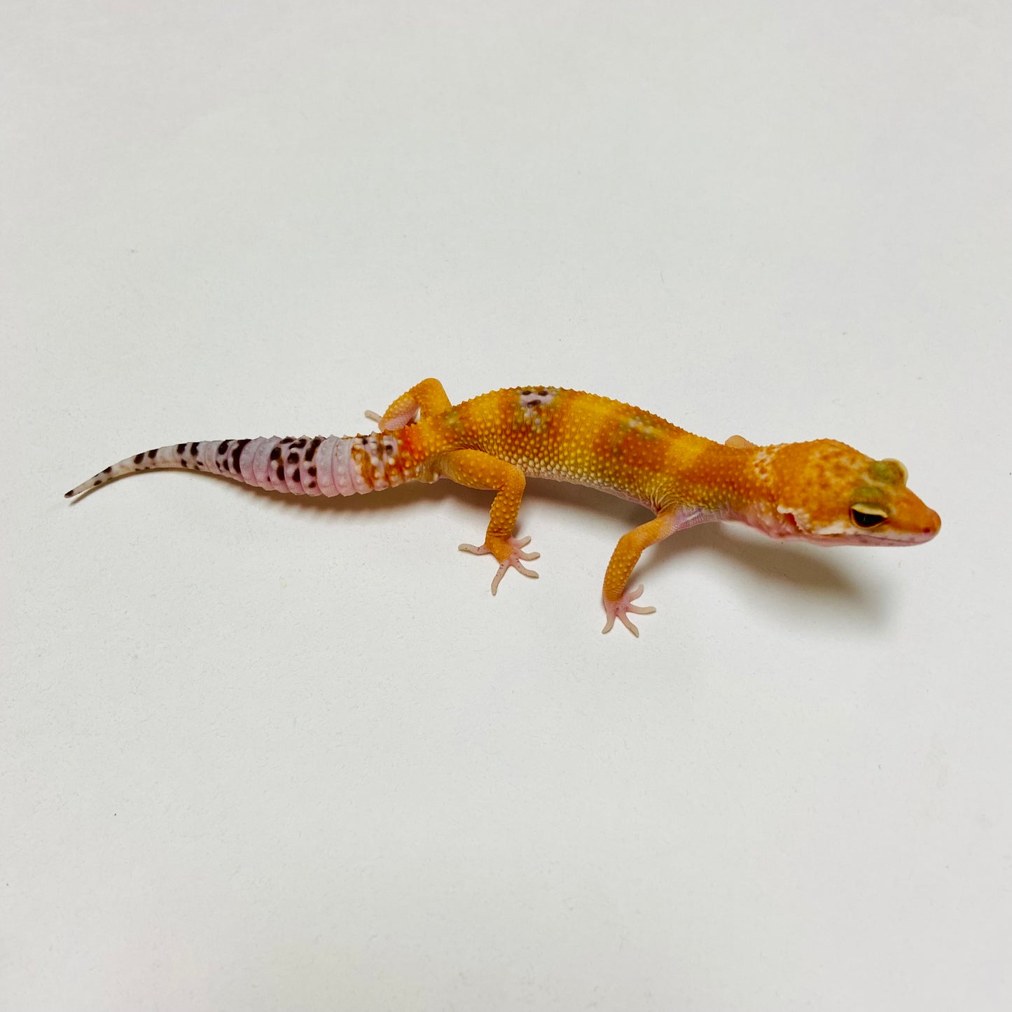 Albino Tremper Tangerine Leopard Gecko Male D-B7-80824-1