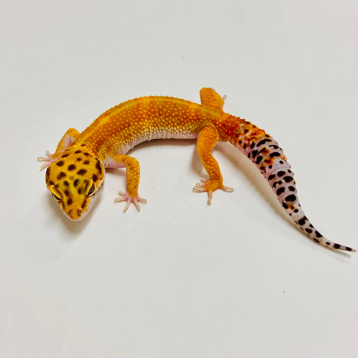 Hypo Tangerine Carrot Tail Leopard Gecko Male A-D5-90622-1