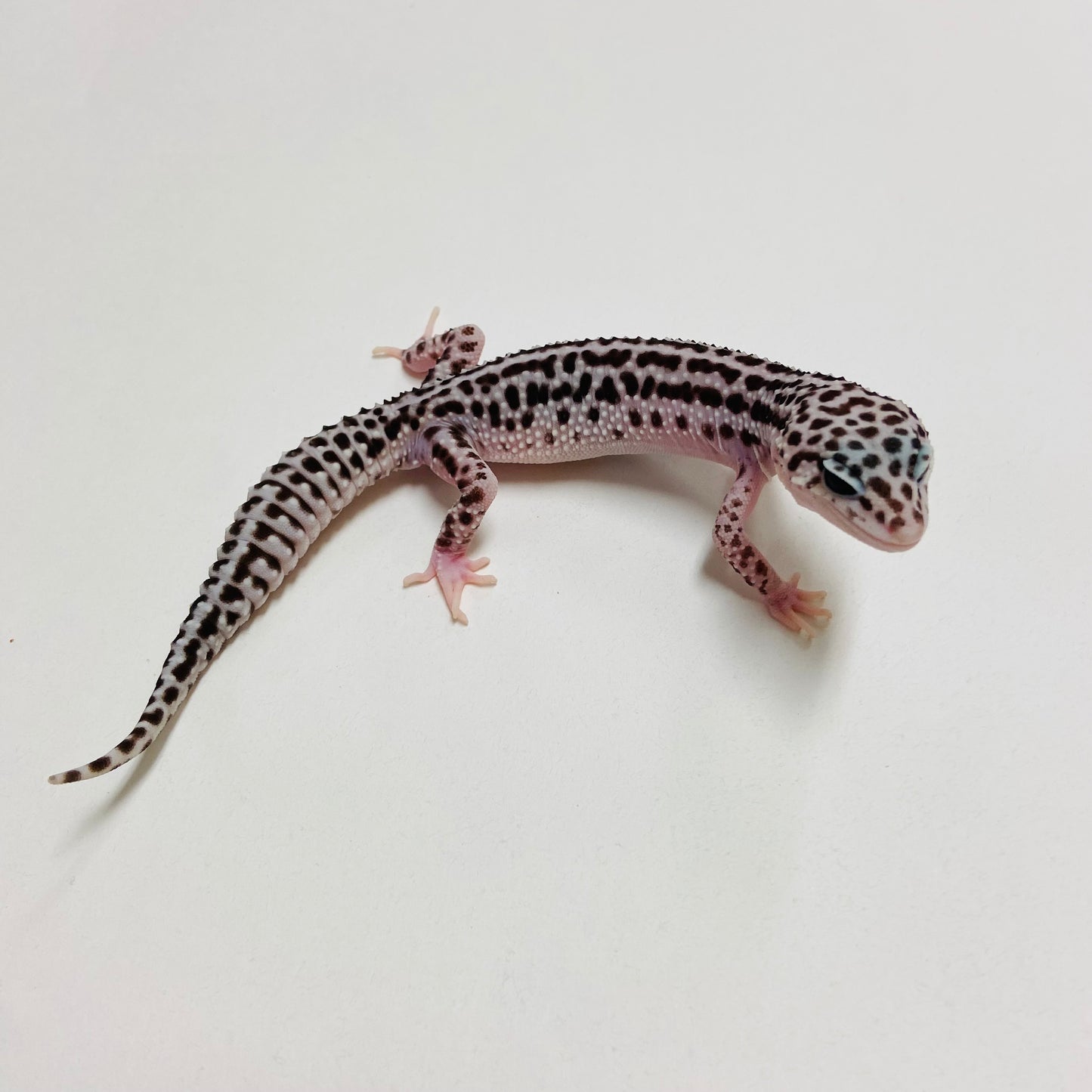 Super Snow Leopard Gecko Male B-A10-72624-1