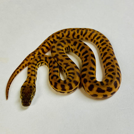 Stimson’s Python Female 2024F01