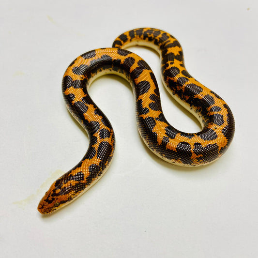 Kenyan Sand Boa Female 2024F15