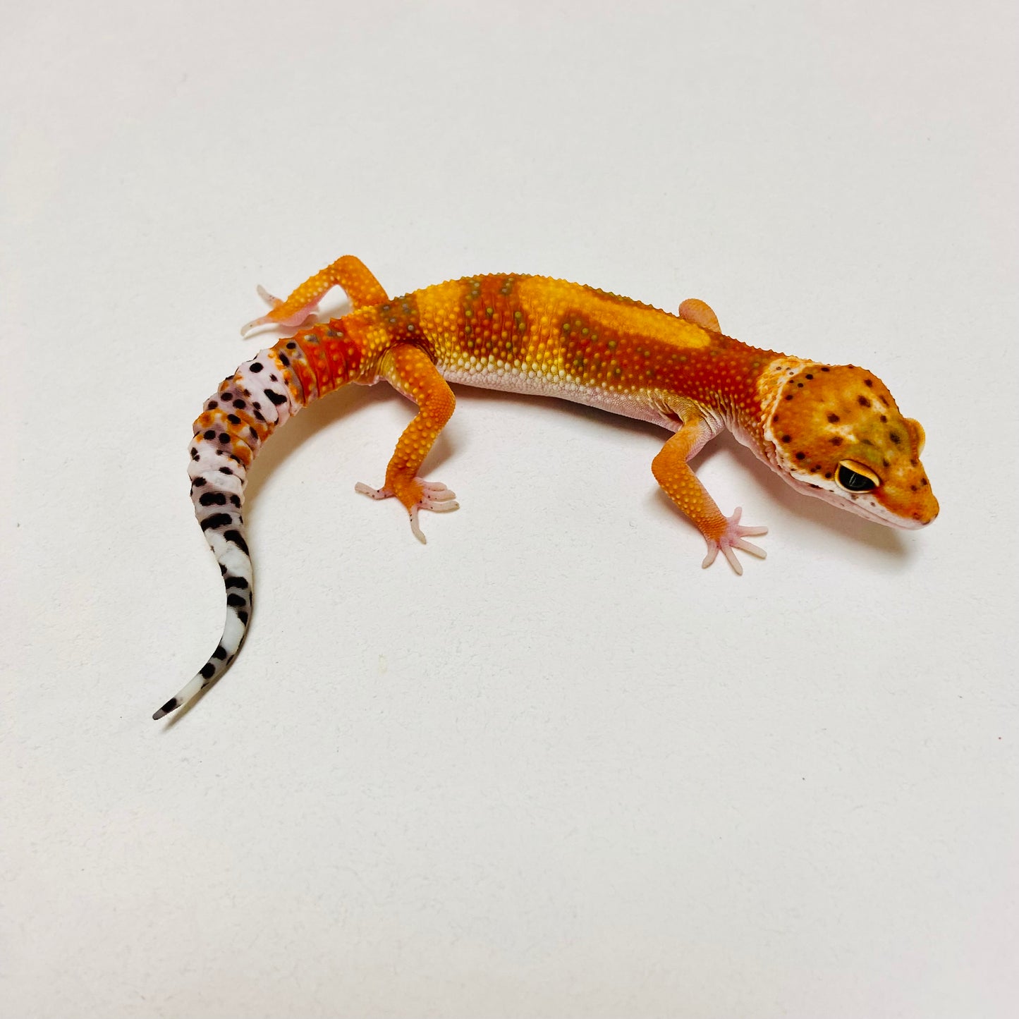 Tangerine Leopard Gecko Male D-A3-80624-1