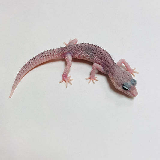 Galaxy Leopard Gecko Male C-B4-71324-1