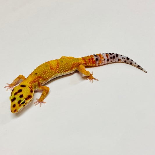 Citrine Leopard Gecko Female C-C9-80823