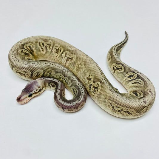 Silver Streak Cypress Ball Python- Female #2023F01