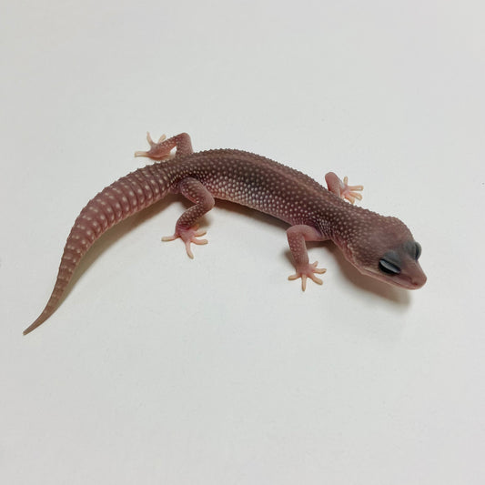 Super Snow Murphy Patternless Leopard Gecko Male B-C2-71124-1