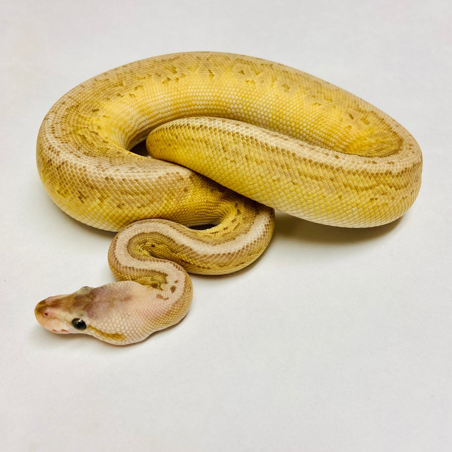 Black Pewter Lesser Cypress Ball Python Female 2023F01