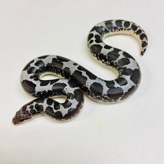 Anery Kenyan Sand Boa Female 2024F06