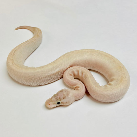 Ivory Ball Python- Female #2023F01