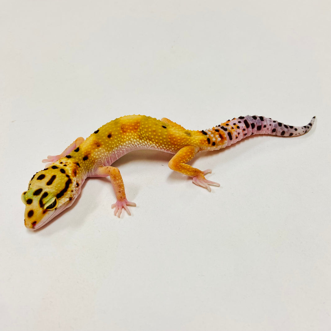 Leopard Geckos for Sale at BHB! Top Quality & Vast Selection in the US ...