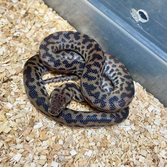 Spotted Python Female 2024F04