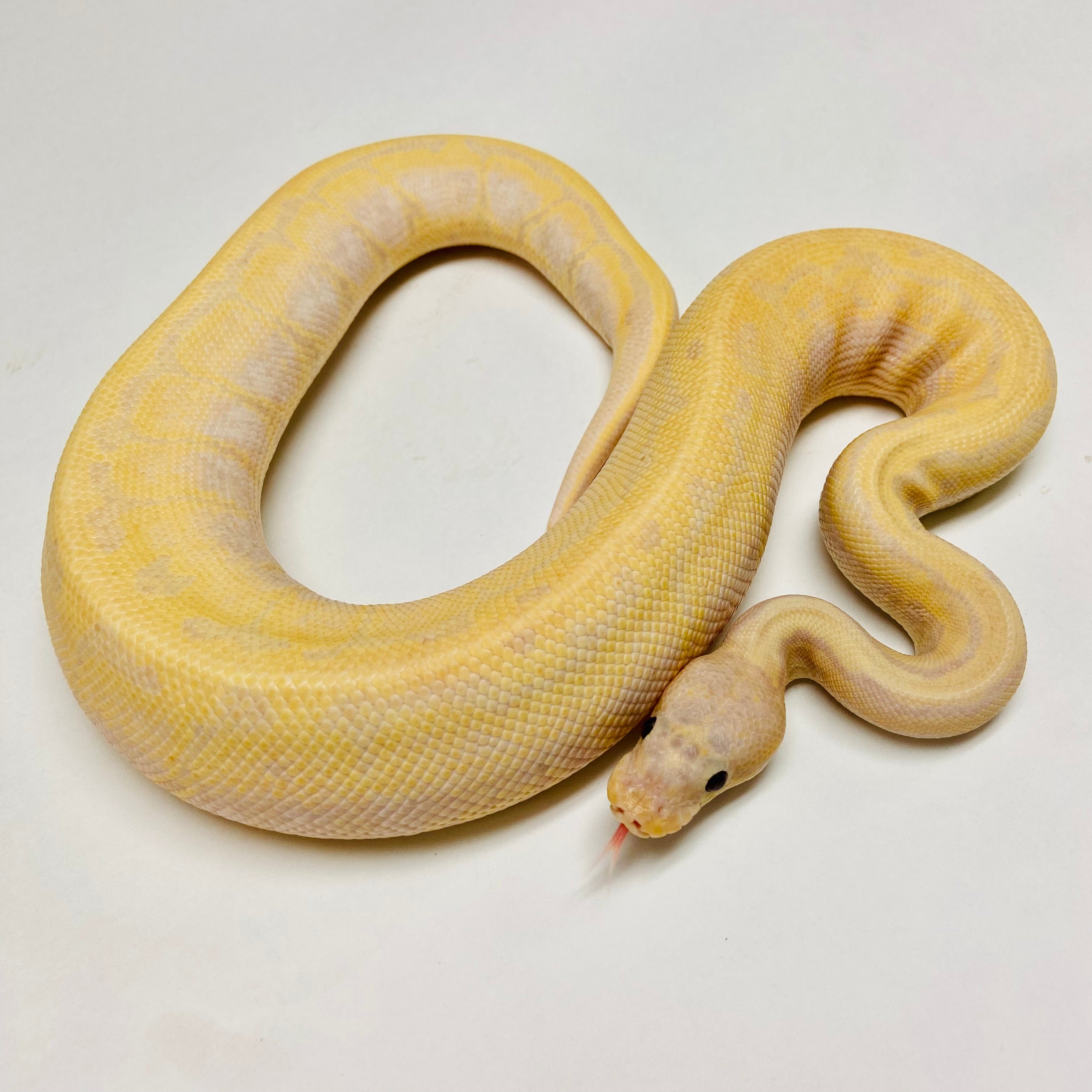 Ball Pythons for Sale at BHB Reptiles - High Quality & Wide Variety in ...