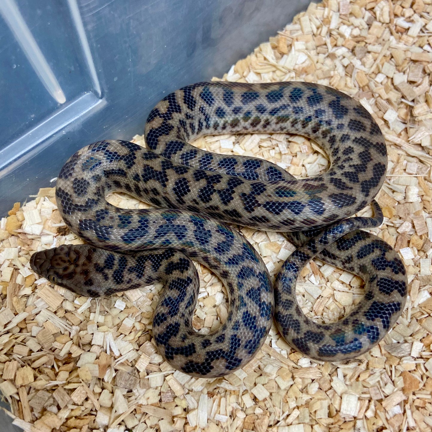 Spotted Python Female 2024F03