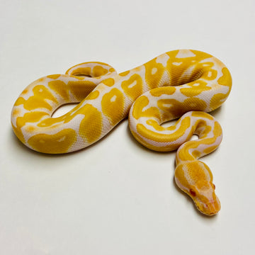 Ball Pythons for Sale at BHB Reptiles - High Quality & Wide Variety in ...