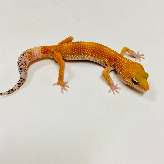 SHTCTB Leopard Gecko Male E-F5-82321-1