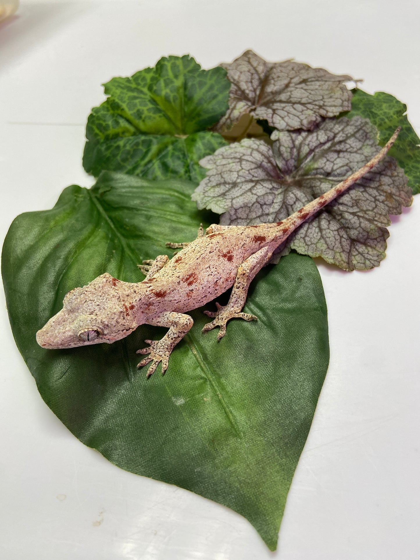 Red Blotched Gargoyle Gecko 2023 Female AN235