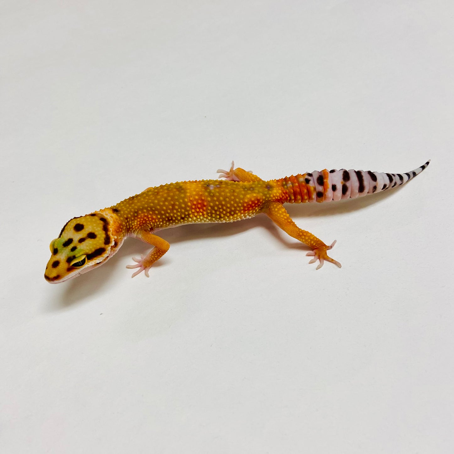 Green Tangerine Leopard Gecko Female B-A4-71624-1