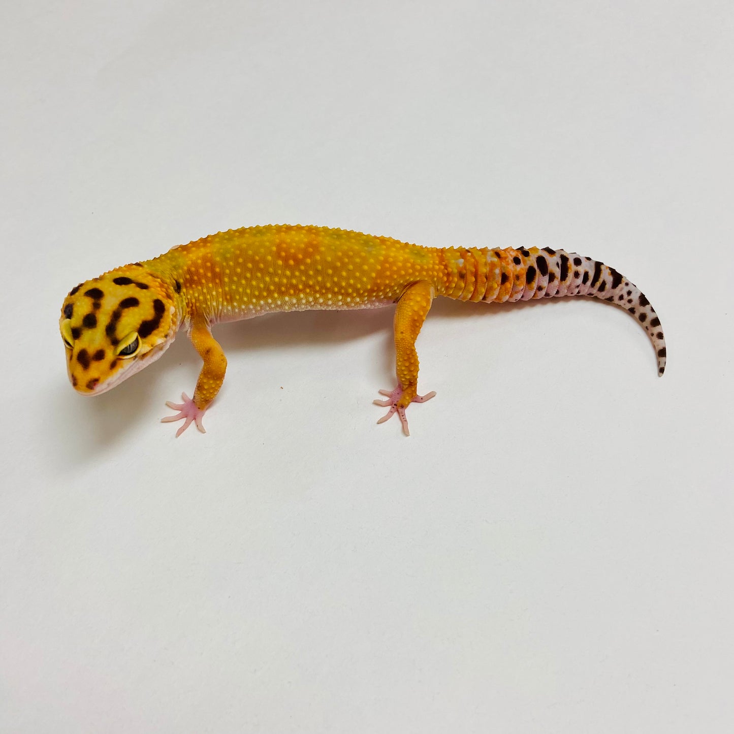 Bandit Hypo Tangerine Carrot Tail Leopard Gecko Female A-B1-80423-1